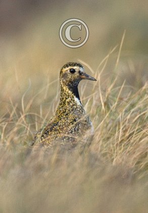Golden Plover DM0992